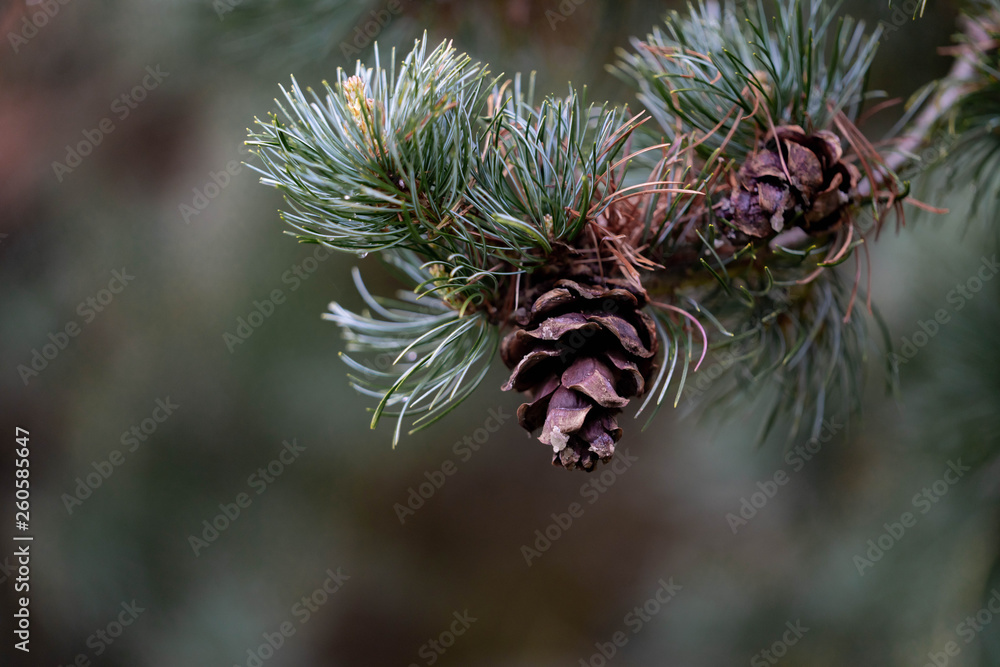 pine tree branch with cones