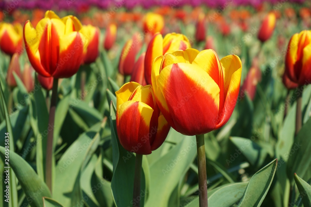 Red tulips with green background.Colorful tulips with blur background.Close up tulips.Group of tulips flowers.Tulips field in netherlands Red tulips with green background.Colorful tulips with blur background.Close up tulips.Group of tulips flowers.Tulips field in netherlands