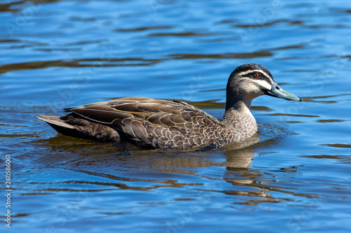 Pacific Black Duck swimming on a lake.
