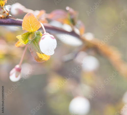 close up beautiful macro blooming pink apple blossom bud flower twing with leaves, selective focus, natural bokeh beige background, copy space photo