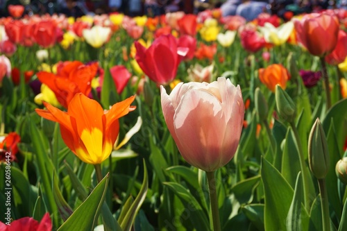 Fototapeta Naklejka Na Ścianę i Meble -  Colorful tulips with green background.Red tulips with blur background.Close up tulips.Group of tulips flowers.Tulips field in netherlands