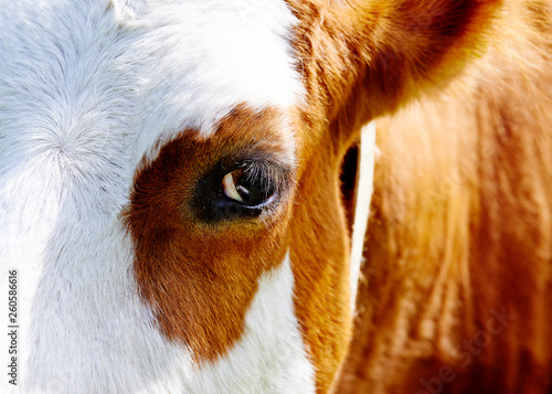 Close up of cow head and eye
