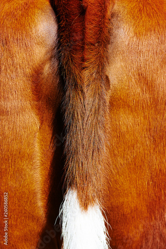 close up of back part and tail of cow