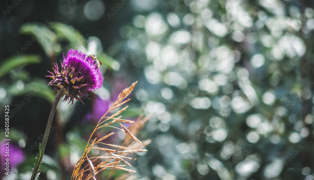 Obraz premium bee on flower