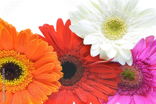 flowers on white background