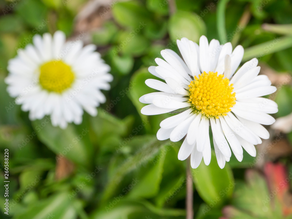 Fototapeta premium close up macro two small daisy Bellis perennis flower white petal with green leaves and grass bokeh background, selective focus, spring seasonal backdrop