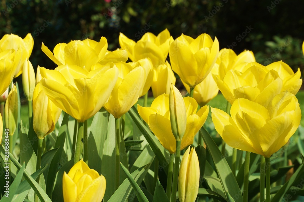 Obraz premium Yellow tulips with blur background.Close up tuilips.Orange tulips.Group of tuilips flowers.Flowers close up in Amsterdam,the netherlands 