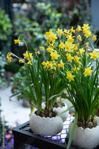 Potted Narcissus, Tazetta daffodils Division 8 Avalanche flowers blooming in the garden shop in spring time. photo