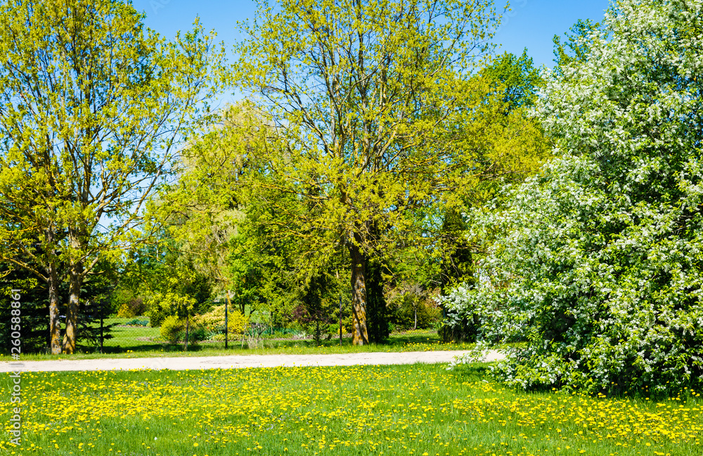 spring meadows and garden landscape, oak flourish leaves, bird-cherry tree blooms, yellow dandelions are full lawn, ornamental garden behind the fence spring meadows and garden landscape, oak flourish leaves, bird-cherry tree blooms, yellow dandelions are full lawn, ornamental garden behind the fence