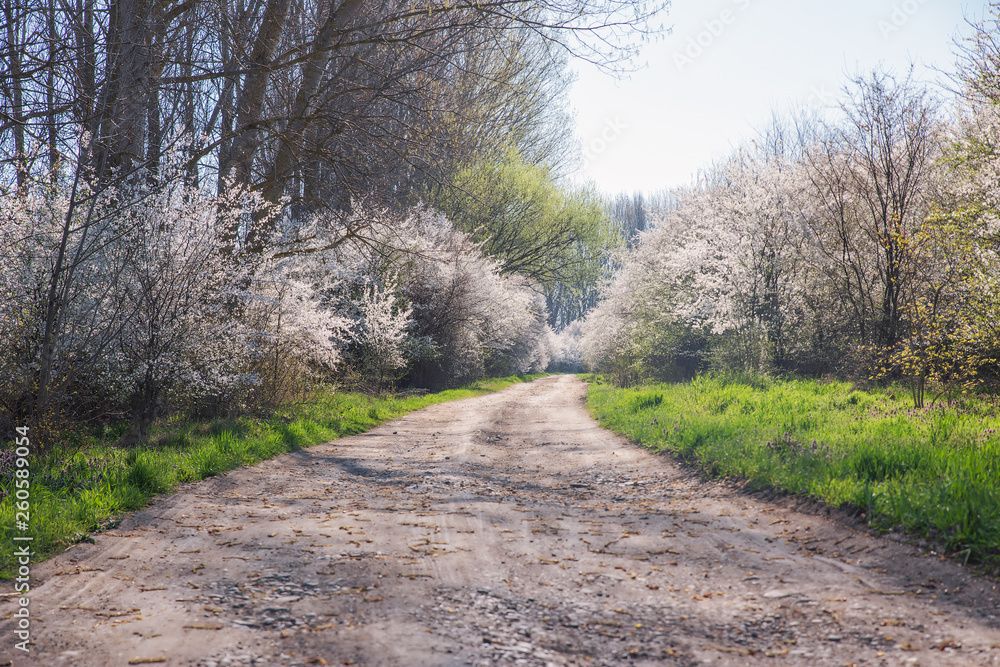 Spring landscape with flowering trees, meadow and country road Spring landscape with flowering trees, meadow and country road