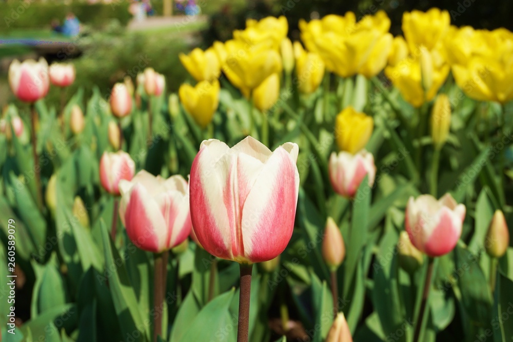 Red tulips with blur background.Close up tuilips.Orange tulips.Group of tuilips flowers.Flowers close up in Amsterdam,the netherlands 