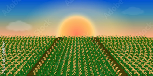 Sunset on sky at rice field. Vector illustration.