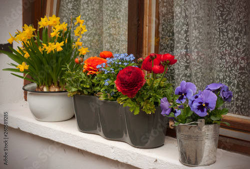 Colored spring flowers in pot on the windows