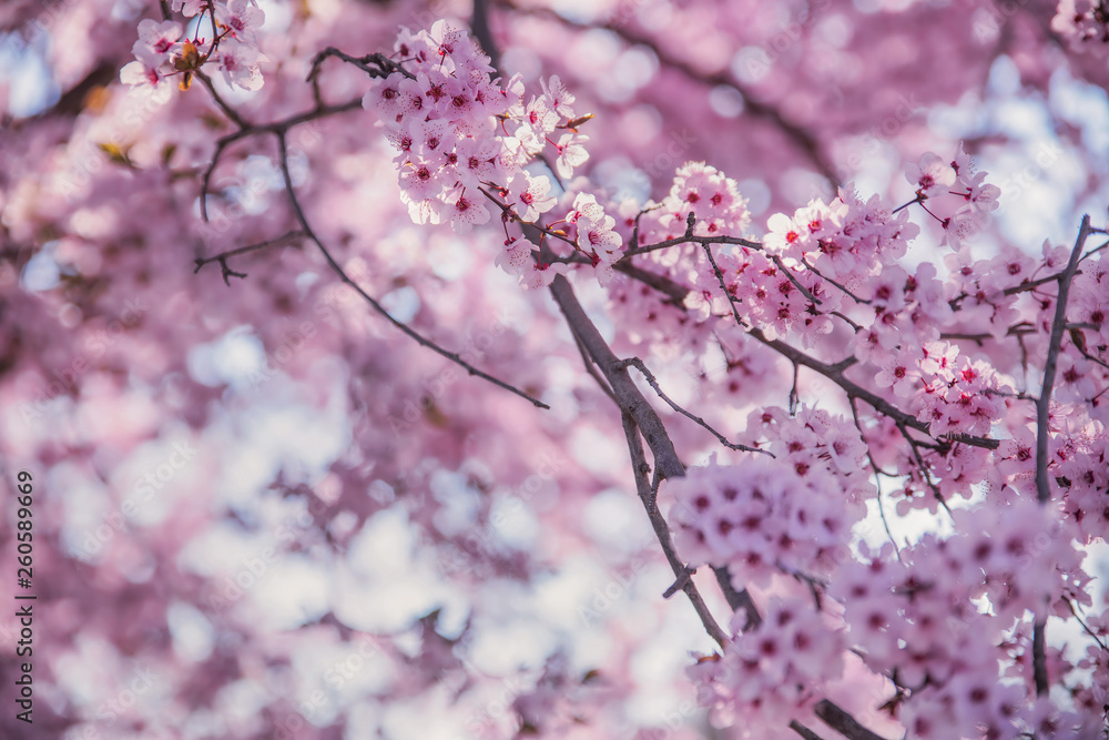 Beautiful flowering peach tree, the texture of flowers peach Beautiful flowering peach tree, the texture of flowers peach