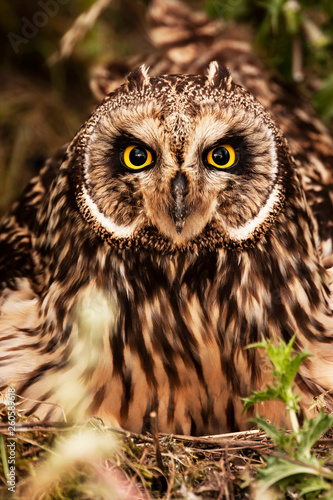 Portrait of short-eared owl (Asio flammeus) in the nest