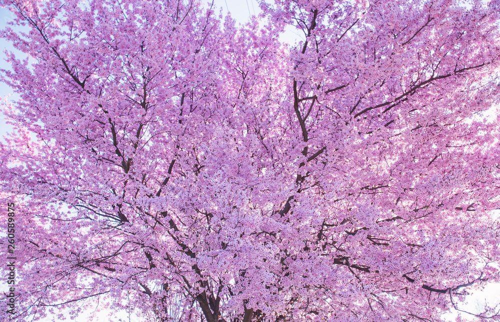 Beautiful flowering peach tree, the texture of flowers peach