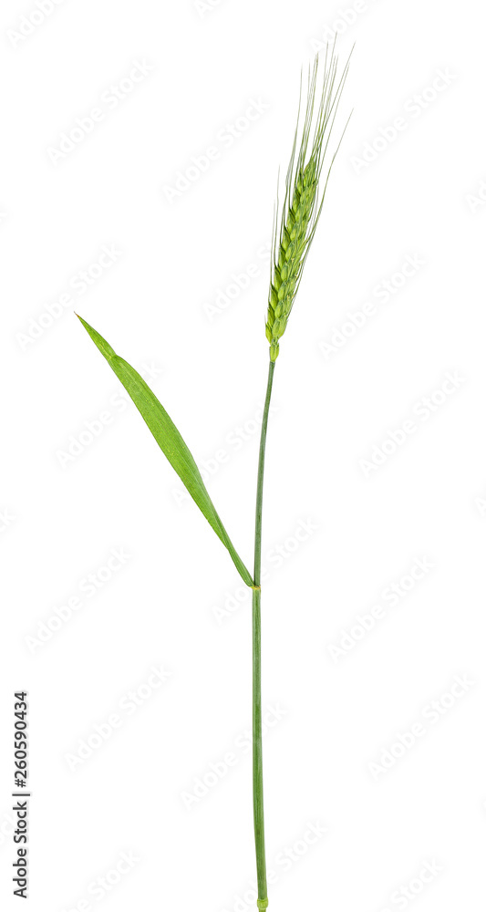 Green spikelet of barley on a white background Green spikelet of barley on a white background