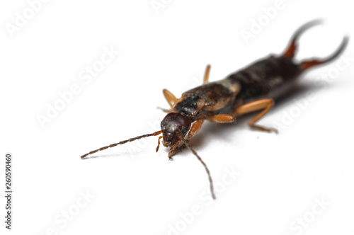 Bug isolated on a white background.Copy space.Insect isolated on a white background.