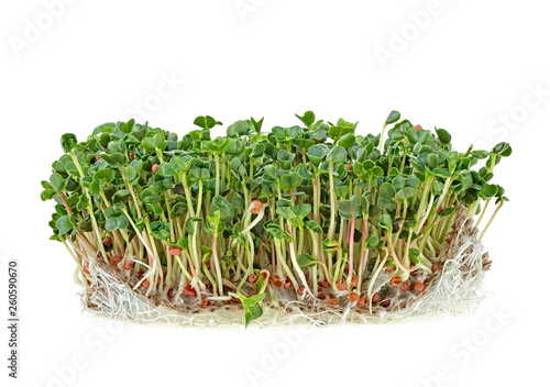 Young sprout microgreen isolated on white background. Radish sprouts.