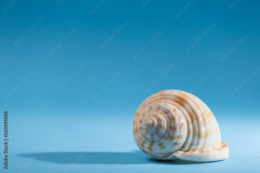 sea shell on the beach sea shell on the beach
