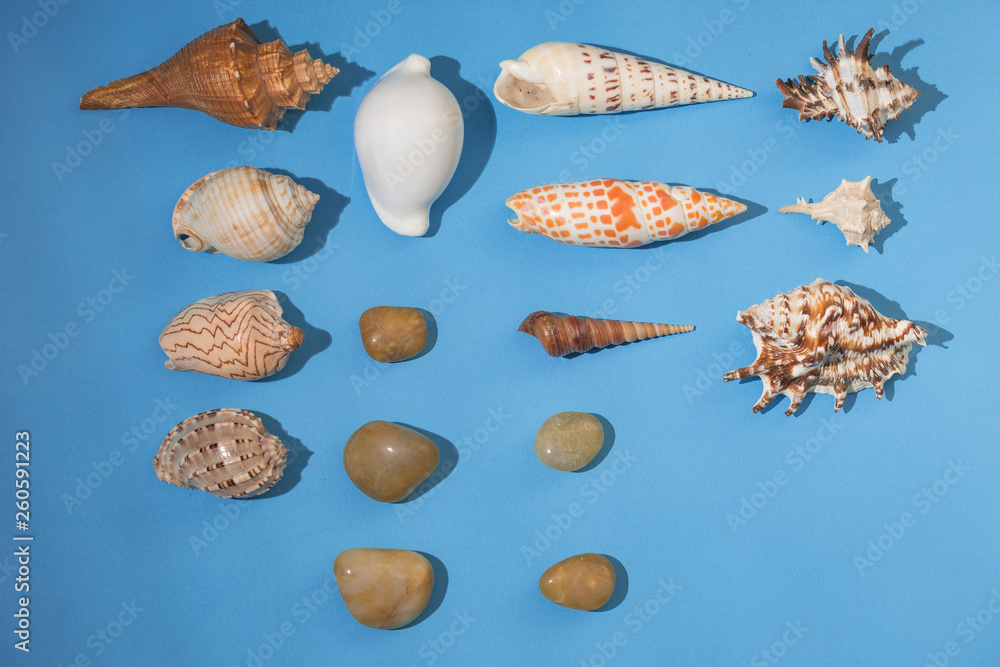 stones, seashells and shells on a blue background stones, seashells and shells on a blue background