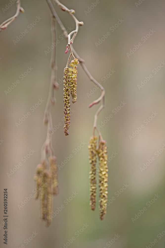 branches with buds and flowers gray alder (Alnus incana) branches with buds and flowers gray alder (Alnus incana)