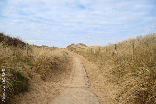 lonely person at wooden sand path with yellow marram grass