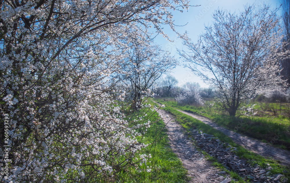 Spring landscape with flowering trees, meadow and country road Spring landscape with flowering trees, meadow and country road
