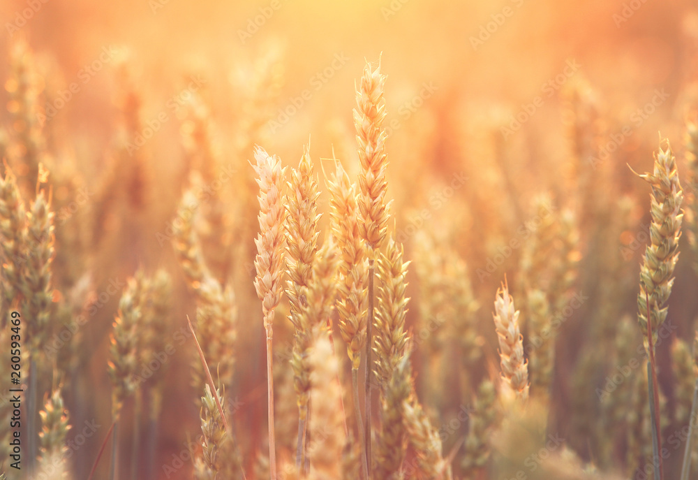 Close up of ripe wheat ears Close up of ripe wheat ears