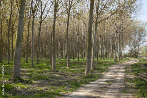 paesaggio padano del mantovano col la coltivazione di pioppi