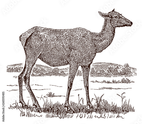 Female elk or wapiti (cervus canadensis) in side view, standing in a landscape. Illustration after a historical engraving from the 19th century