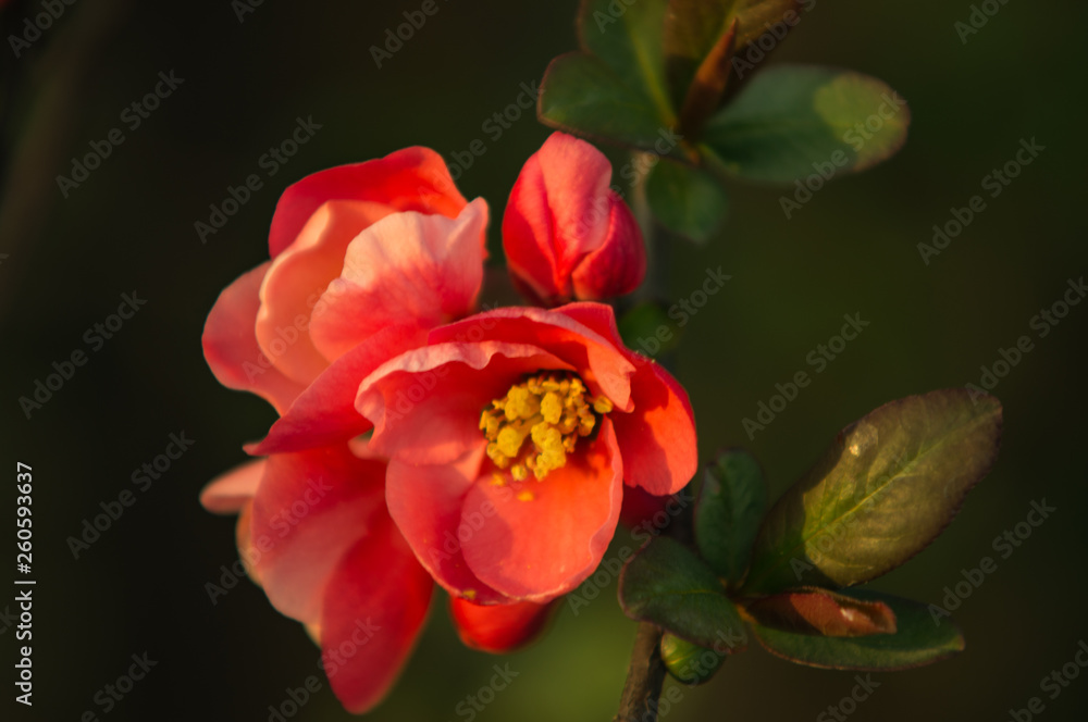 Red flower in the spring time