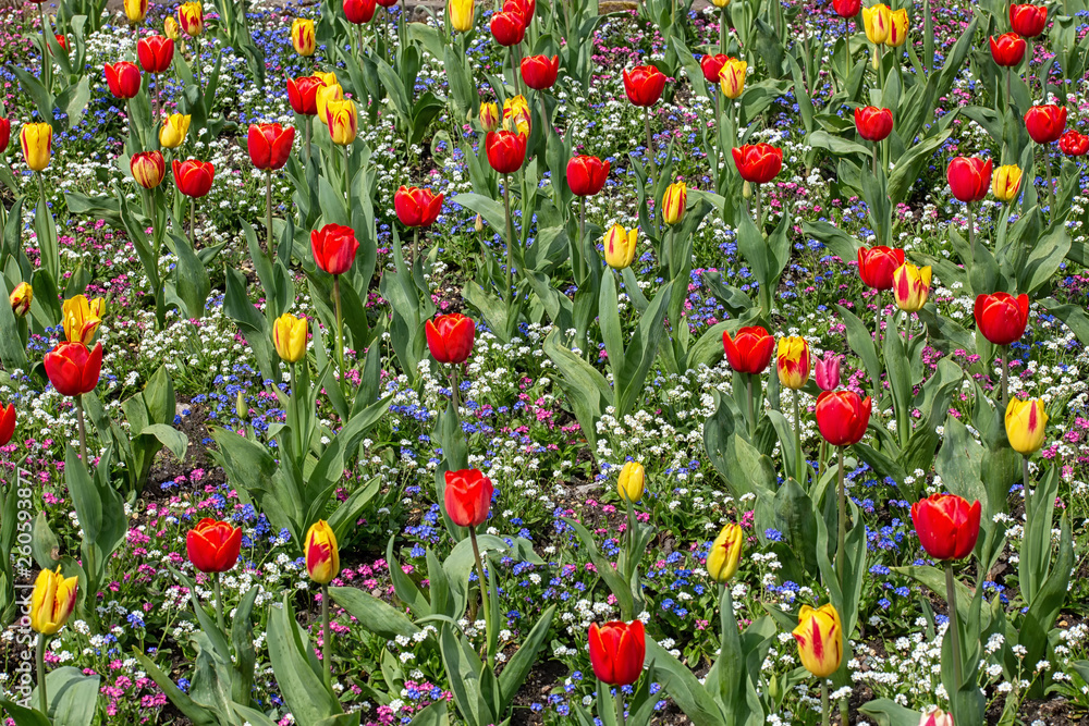 A field of mixed colour tulips in the botanical gardens of Singleton Park in Swansea, UK