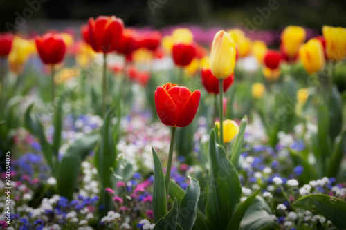 A field of mixed colour tulips in the botanical gardens of Singleton Park in Swansea  UK