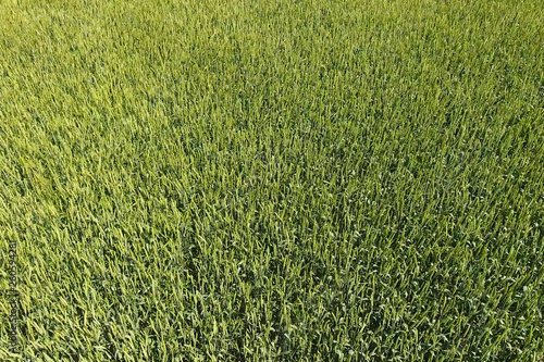 Green wheat in the field, top view with a drone. Texture of whea photo