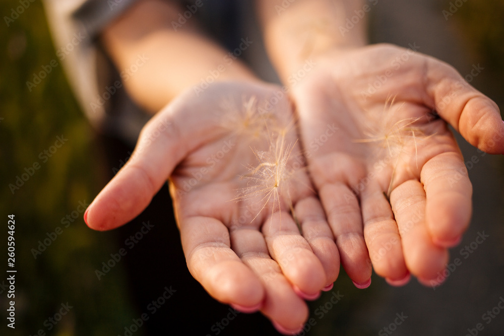 Dandelion flower in woman's hands. Concept of lightness, kindness, happiness, freedom, relax, harmony. Dandelion flower in woman's hands. Concept of lightness, kindness, happiness, freedom, relax, harmony.