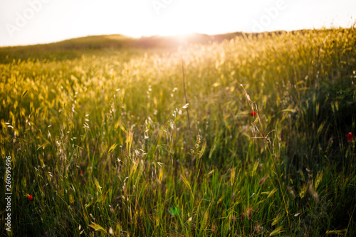Beautiful green fields at sunset. Spring medow of grass and field wild flowers. Natural background.
