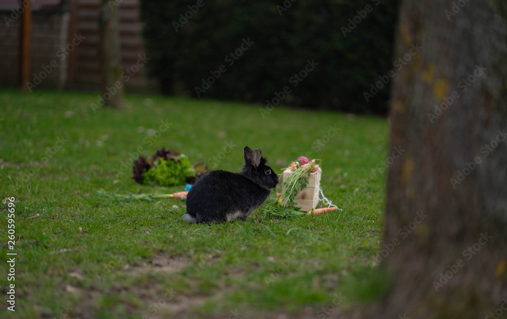 Easter Black bunny on the grass with Easter basket Easter Black bunny on the grass with Easter basket