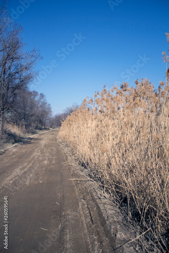 a dry reeds against a piercing blue sky to the right of the country road and trees without foliage in early spring
