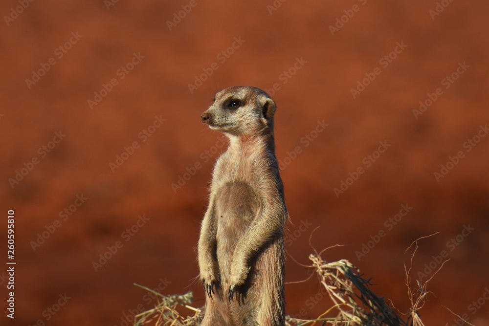 Fototapeta premium wachsames Erdmännchen (suricata suricatta) in der Kalahari (Namibia)