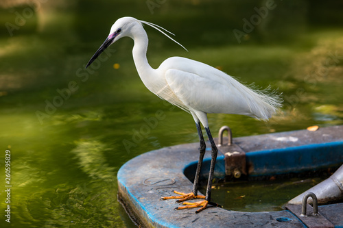 Aigrette garzette. Bangkok. Lumpini Park photo