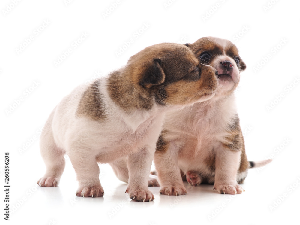 Obraz premium Two small dogs.