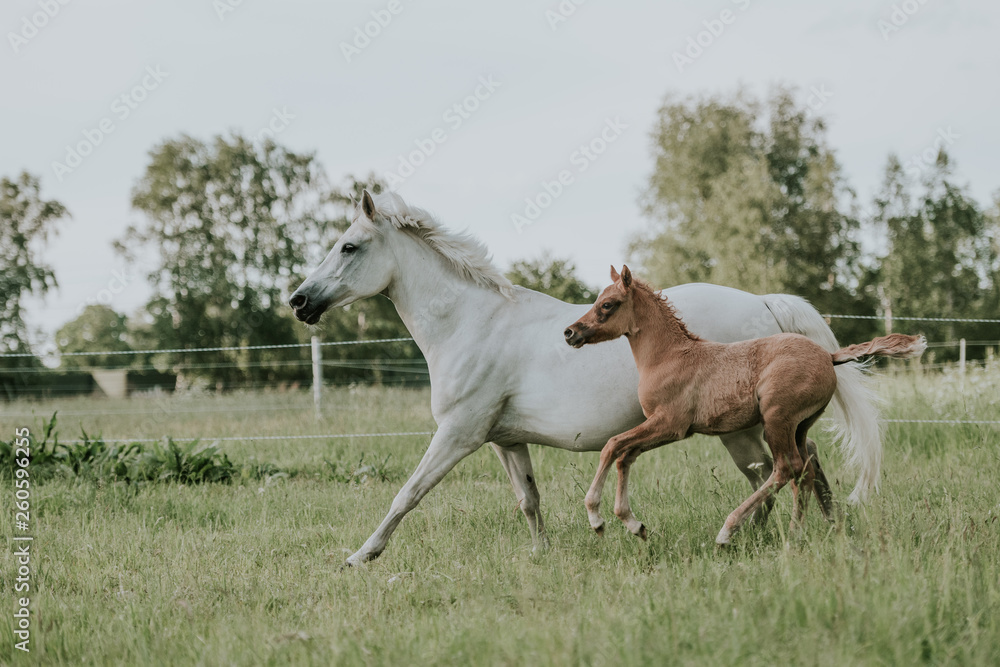 Pferde Ponyfohlen mit Schimmelstute