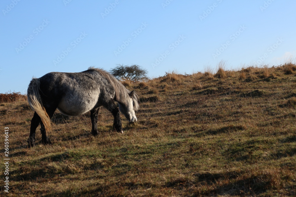 Fototapeta premium Eating Horse- Dartmoor National Park