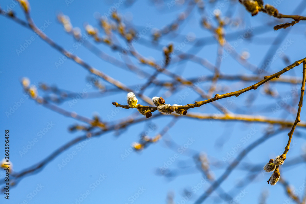 Spring landscape with flowering branches of willow against the blue sky Spring landscape with flowering branches of willow against the blue sky