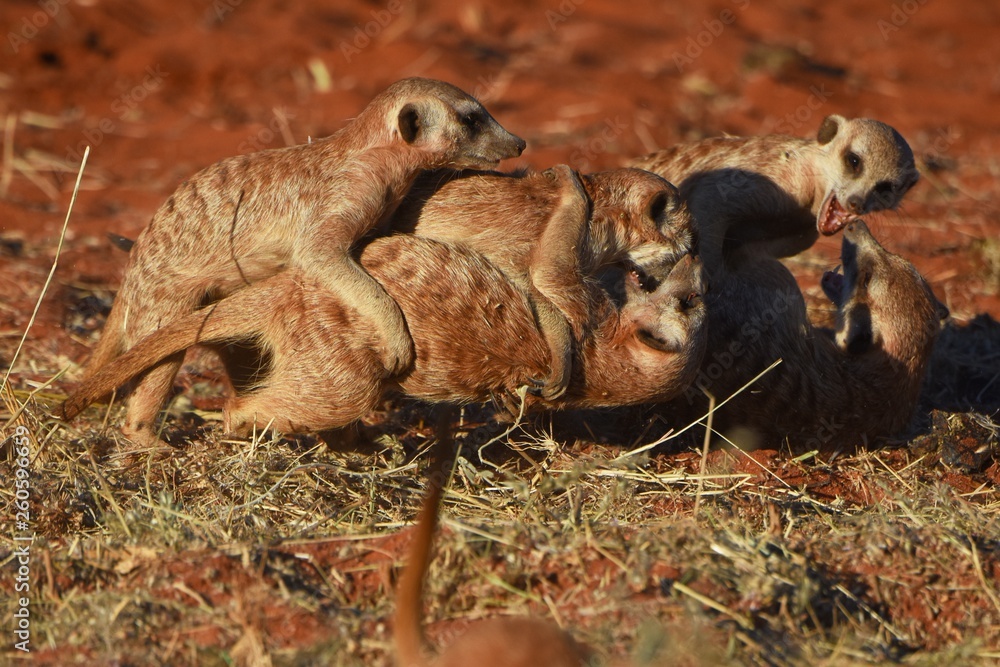 Erdmännchen (suricata suricatta) kämpfen in der Kalahari (Namibia) Erdmännchen (suricata suricatta) kämpfen in der Kalahari (Namibia)
