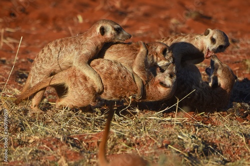 Erdmännchen (suricata suricatta) kämpfen in der Kalahari (Namibia)