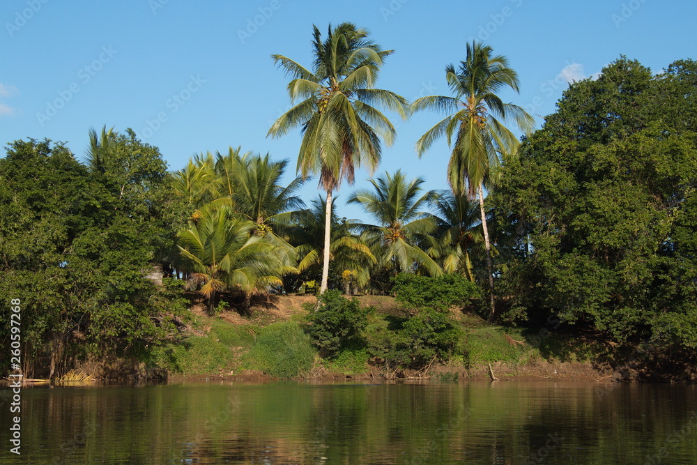Big trees at the shore of Rio San Carlos near Boca Tapada in Costa Rica