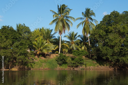 Big trees at the shore of Rio San Carlos near Boca Tapada in Costa Rica