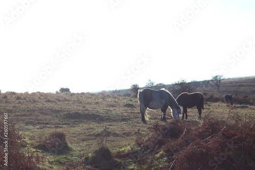 Horses on a hill- Dartmoor National Park